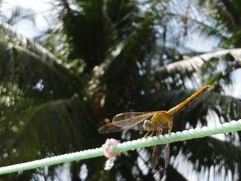 Low angle view of insect on tree