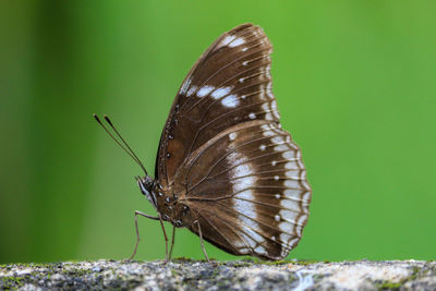 Brown butterfly on a rock macro photography