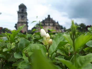 Close-up of flower against sky