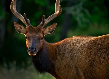 Close-up of deer