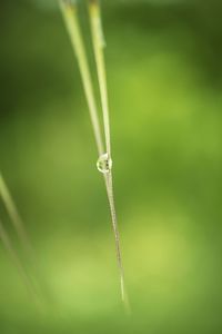 Close-up of lizard on grass