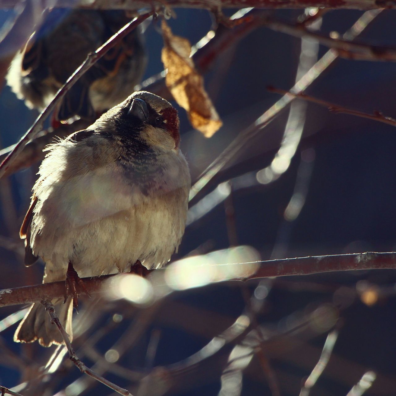 animal themes, one animal, animals in the wild, wildlife, close-up, bird, perching, focus on foreground, branch, insect, selective focus, zoology, two animals, nature, outdoors, no people, day, twig, animal, vertebrate