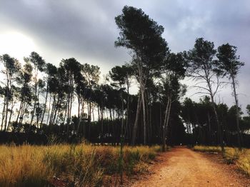 Low angle view of trees against sky