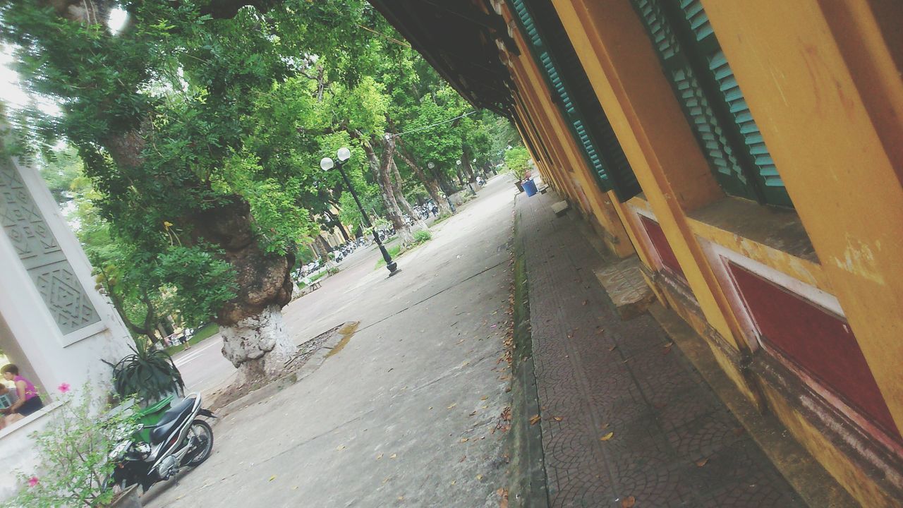 transportation, the way forward, tree, architecture, street, road, built structure, building exterior, land vehicle, car, diminishing perspective, mode of transport, sunlight, vanishing point, city, incidental people, growth, outdoors, day, bicycle