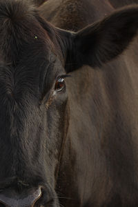 Close-up of cow