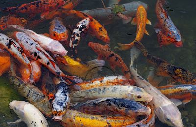 High angle view of koi carps swimming in sea.