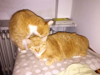 Ginger cat relaxing on floor