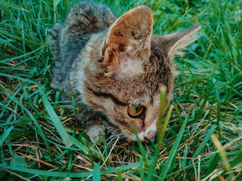 Close-up of a cat lying on grass