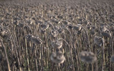 Birds in grass