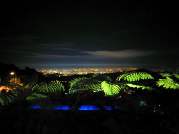 Silhouette plants against sky at night