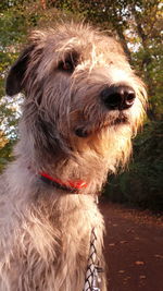 Close-up of irish wolfhound on footpath