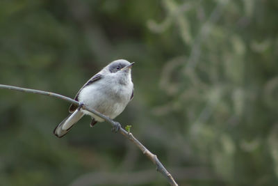 Close-up of bird perching on branch