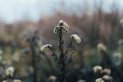 Close-up of wilted plant on field