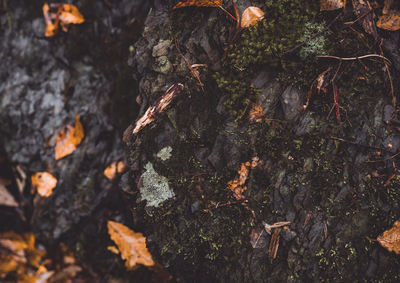 High angle view of trees growing on rock