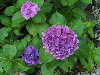 High angle view of purple flowering plants