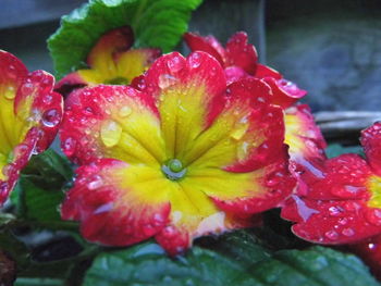 Close-up of wet flowers blooming outdoors