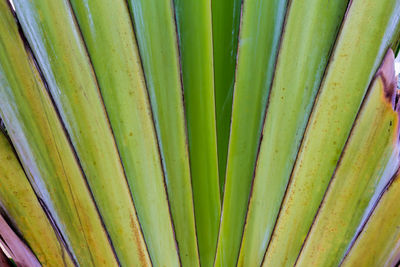 Full frame shot of green leaf