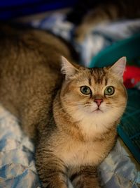 Portrait of tabby cat