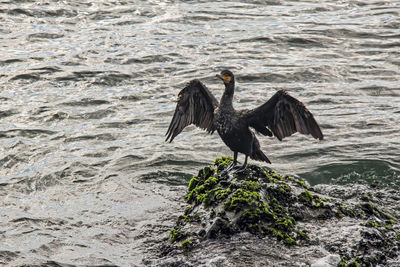 Cormorant on cliffs in the sea