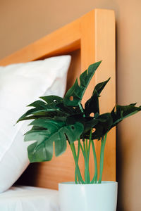 Close-up of potted plant on table at home