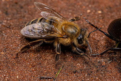 Close-up of insect