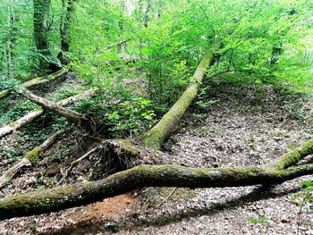 View of tree trunks in forest