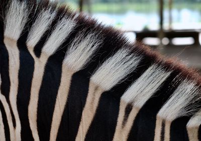 Close-up of zebra