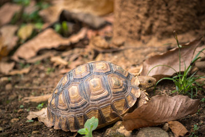 Close-up of a turtle on ground