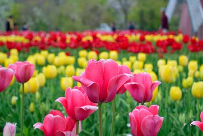 Close-up of pink tulips in field