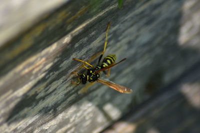 Close-up of insect on wood