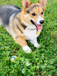 Portrait of corgi on grassy field