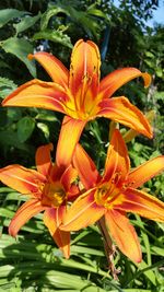 Close-up of day lily blooming outdoors