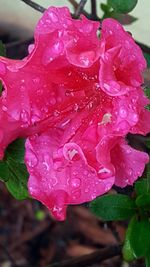 Close-up of wet pink rose blooming outdoors