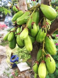 Close-up of fruits growing on tree