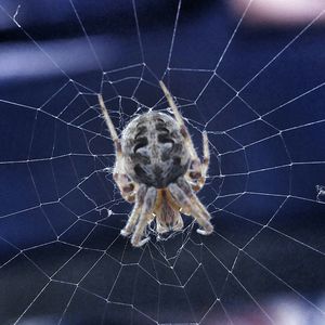 Close-up of spider web