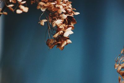 Close-up of flowers growing on tree