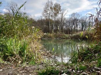 Scenic view of lake in forest