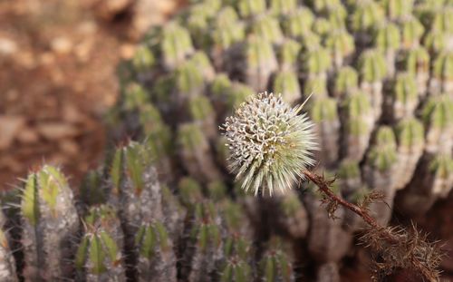 Close-up of flowering plant on field