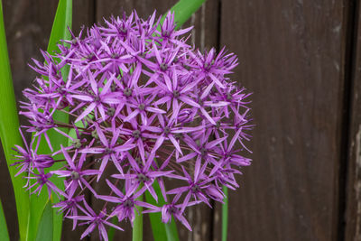 Close-up of purple flowering plant