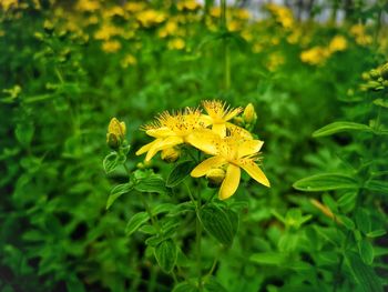 Close-up of yellow flowering plant