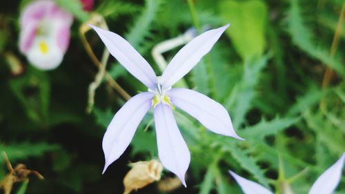 Close-up of white flower blooming outdoors