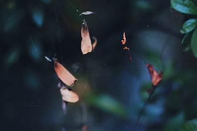 Close-up of autumnal leaves against blurred background