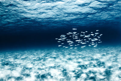 View of jellyfish swimming in sea