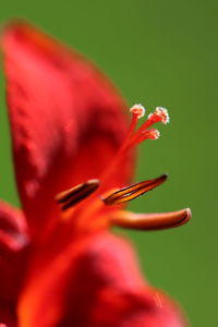 Close-up of red flower