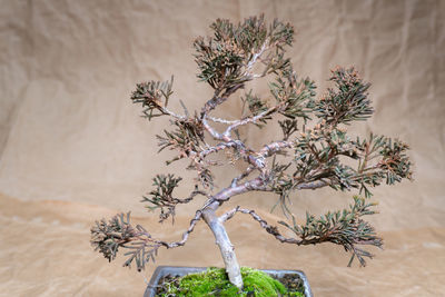 bonsai tree :