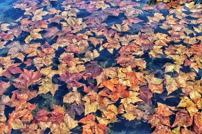 Close-up of maple leaves fallen on tree