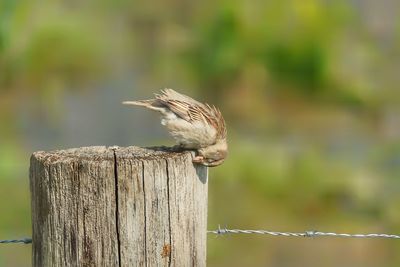 Bird perching on wooden post