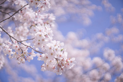 Ohanami in spring season. beautiful cherry blossom sakura branch and flowers.