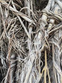 Full frame shot of dry plants