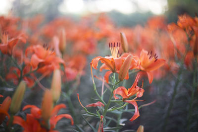 Close-up of orange flowering plants on field